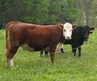 Happy Cows