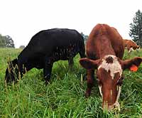 Happy Cows