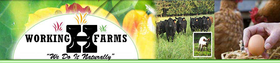 West Virginia Natural Grass Fed Beef, Pork, and Poultry, Morgantown Area